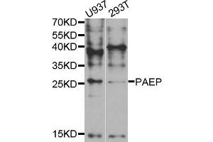Western blot analysis of extracts of U937 and 293T cell lines, using PAEP antibody. (PAEP antibody)