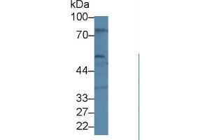 Western Blot; Sample: Human U87-MG cell lysate; Primary Ab: 1µg/ml Rabbit Anti-Human BEST1 Antibody Second Ab: 0. (Bestrophin 1 antibody  (AA 292-585))