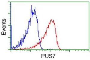 Image no. 4 for anti-Pseudouridylate Synthase 7 Homolog (PUS7) antibody (ABIN1500514) (PUS7 antibody)