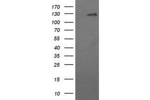 Image no. 2 for anti-CD163 (CD163) antibody (ABIN1497170) (CD163 antibody)