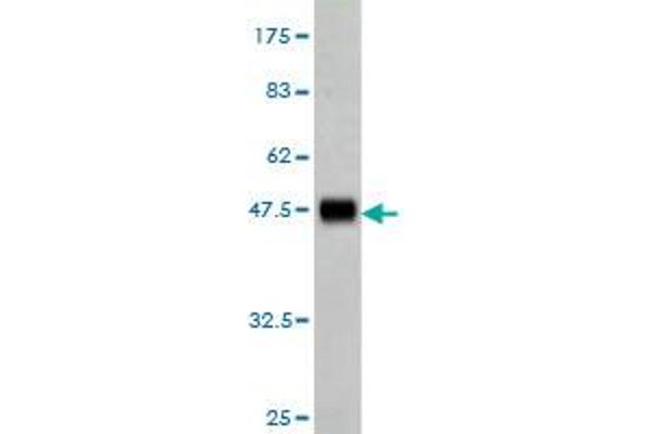GRK4 antibody  (AA 36-145)