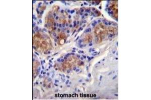CASP12 Antibody (Center) (ABIN655966 and ABIN2845350) immunohistochemistry analysis in formalin fixed and paraffin embedded human stomach tissue followed by peroxidase conjugation of the secondary antibody and DAB staining.