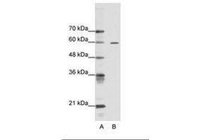 Image no. 1 for anti-AT Rich Interactive Domain 3A (BRIGHT-Like) (ARID3A) (AA 339-388) antibody (ABIN6736104)
