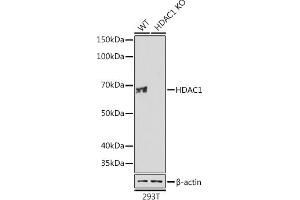 Western blot analysis of extracts from wild type (WT) and HD knockout (KO) 293T cells, using HD antibody (ABIN7267707) at 1:1000 dilution. (HDAC1 antibody)