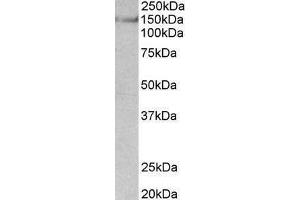 ABIN870656 (0. (SYNGAP1 antibody  (AA 1169-1183))