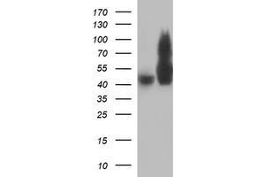 Image no. 1 for anti-Tubulin, beta 2B (TUBB2B) antibody (ABIN1501573)