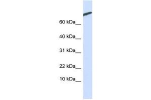 ARPP-21 antibody used at 1 ug/ml to detect target protein. (ARPP21 antibody  (N-Term))