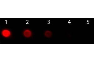 Dot Blot of F(ab')2 Goat anti-Human IgG F(ab')2 Antibody Phycoerythrin Conjugated Pre-absorbed. (Goat anti-Human IgG (F(ab')2 Region) Antibody (PE) - Preadsorbed)