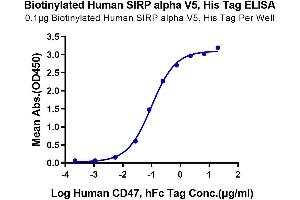 Immobilized Biotinylated Human SIRP alpha V5, His Tag at 1 μg/mL (100 μL/Well) on the plate.