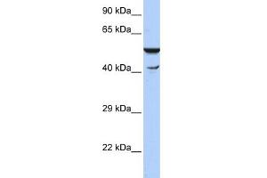 WB Suggested Anti-HSPBAP1 Antibody Titration:  0. (HSPBAP1 antibody  (N-Term))