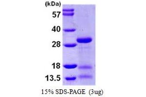 SDS-PAGE (SDS) image for IPP Isomerase 2 (IDI2) (AA 1-227) protein (His tag) (ABIN667898) (IPP Isomerase 2 Protein (IDI2) (AA 1-227) (His tag))