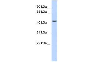 Western Blotting (WB) image for anti-alpha Ketoglutarate Dehydrogenase (alphaKGDHC) antibody (ABIN2460086) (alpha KGDHC antibody)