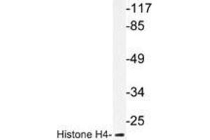 Western blot analysis of Histone H4 antibody in extracts from COS7 cells. (Histone H4 antibody)