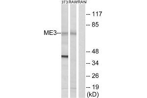 Western Blotting (WB) image for anti-Malic Enzyme 3, NADP(+)-Dependent, Mitochondrial (ME3) (C-Term) antibody (ABIN1851666) (ME3 antibody  (C-Term))