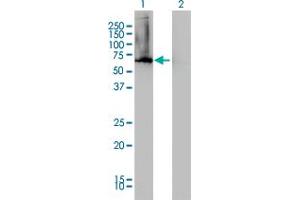 Western Blot analysis of AHCYL1 expression in transfected 293T cell line by AHCYL1 monoclonal antibody (M05), clone 5D6.