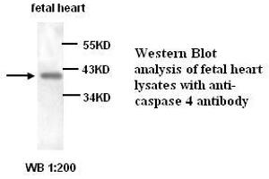 Image no. 1 for anti-Caspase 4, Apoptosis-Related Cysteine Peptidase (CASP4) antibody (ABIN1575271) (Caspase 4 antibody)