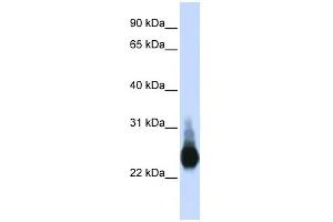 Claudin 5 antibody used at 1 ug/ml to detect target protein. (Claudin 5 antibody)