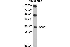 Western blot analysis of extracts of mouse heart, using SPSB1 antibody (ABIN5998946) at 1/1000 dilution. (SPSB1 antibody)