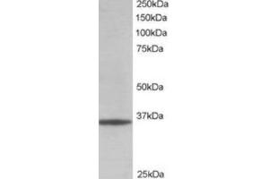 Western Blotting (WB) image for anti-Glyceraldehyde-3-Phosphate Dehydrogenase (GAPDH) (C-Term) antibody (ABIN2465219) (GAPDH antibody  (C-Term))