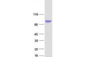 Validation with Western Blot (PPM1G Protein (Transcript Variant 1) (Myc-DYKDDDDK Tag))