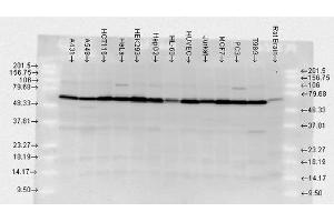 Western blot analysis of Human, Rat brain cell lysates showing detection of HSP70 protein using Rabbit Anti-HSP70 Polyclonal Antibody . (HSP70 antibody  (PerCP))