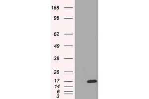 HEK293T cells were transfected with the pCMV6-ENTRY control (Left lane) or pCMV6-ENTRY TTC32 (Right lane) cDNA for 48 hrs and lysed. (TTC32 antibody)