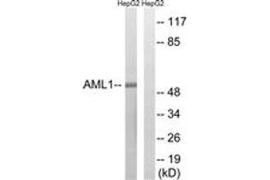Western blot analysis of extracts from HepG2 cells, treated with PMA 125ng/ml 30', using AML1 (Ab-435) Antibody. (RUNX1 antibody  (AA 401-450))