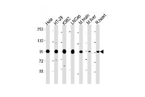 All lanes : Anti-SC Antibody (Center) at 1:2000 dilution Lane 1: Hela whole cell lysate Lane 2: HT-29 whole cell lysate Lane 3: K562 whole cell lysate Lane 4: LNC whole cell lysate Lane 5: Mouse brain lysate Lane 6: Mouse liver lysate Lane 7: Rat heart lysate Lysates/proteins at 20 μg per lane. (SREBF chaperone antibody  (AA 604-632))