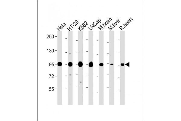 SREBF chaperone antibody  (AA 604-632)