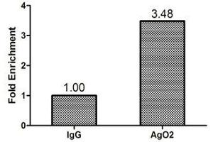 Chromatin Immunoprecipitation Hela (1. (AGO2 antibody  (AA 517-818))