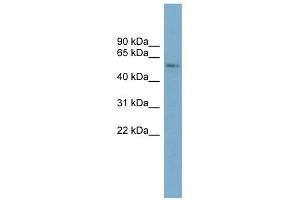 CYP2A7 antibody used at 1 ug/ml to detect target protein. (CYP2A7 antibody  (Middle Region))