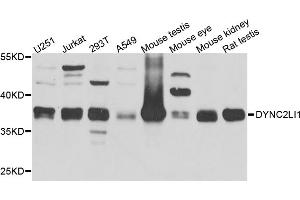 Western blot analysis of extracts of various cell lines, using DYNC2LI1 antibody (ABIN5972732) at 1/1000 dilution.