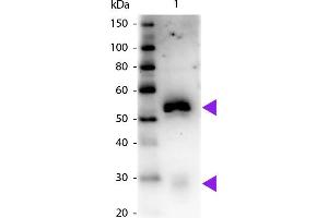 Western blot of Peroxidase conjugated Mouse Anti-Rabbit IgG Pre-Adsorbed secondary antibody. (Mouse anti-Rabbit IgG (Heavy & Light Chain) Antibody (HRP) - Preadsorbed)