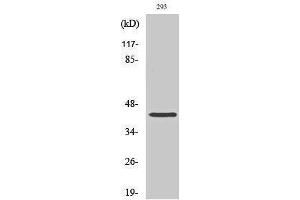 Western Blotting (WB) image for anti-Chromobox Homolog 6 (CBX6) (N-Term) antibody (ABIN3174216) (CBX6 antibody  (N-Term))