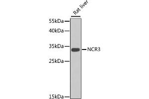 Western blot analysis of extracts of rat liver, using NCR3 antibody (ABIN6129550, ABIN6144427, ABIN6144429 and ABIN6222973) at 1:1000 dilution. (NCR3 antibody  (AA 20-140))