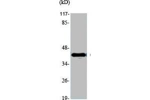 Western Blot analysis of various cells using GATA-4 Polyclonal Antibody (GATA4 antibody  (Internal Region))