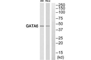 Western blot analysis of extracts from 293 cells and HeLa cells, using GATA6 antibody. (GATA6 antibody  (C-Term))