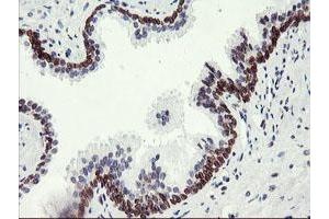 Image no. 2 for anti-Adipocyte Plasma Membrane Associated Protein (APMAP) antibody (ABIN1496661) (APMAP antibody)