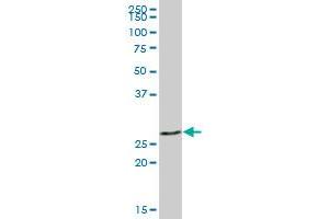 LGALS3 MaxPab polyclonal antibody. (Galectin 3 antibody  (AA 1-250))