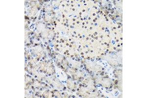Immunohistochemistry of paraffin-embedded rat pancreas using T Rabbit mAb (ABIN7270729) at dilution of 1:100 (40x lens). (TARBP2 antibody)