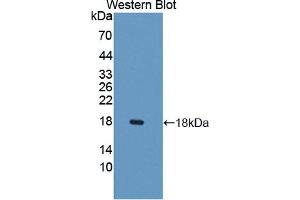 Figure. (CXCL9 antibody  (AA 22-125))