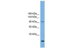 EXOC1 antibody used at 0. (EXOC1 antibody  (N-Term))