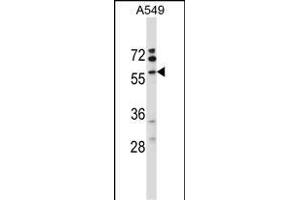 VNN3 Antibody (C-term) (ABIN657602 and ABIN2846600) western blot analysis in A549 cell line lysates (35 μg/lane).