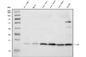 Western blot analysis of mtTFA/Tfam using anti-mtTFA/Tfam antibody (ABIN7599088).