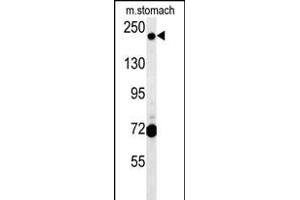 GCC2 Antibody (C-term) (ABIN654156 and ABIN2844023) western blot analysis in mouse stomach tissue lysates (15 μg/lane). (GCC2 antibody  (C-Term))