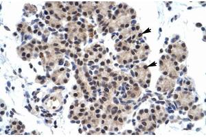 Human Pancreas; ZNF318 antibody - N-terminal region in Human Pancreas cells using Immunohistochemistry (ZNF318 antibody  (N-Term))