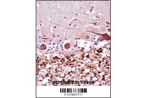 FANCG Antibody immunohistochemistry analysis in formalin fixed and paraffin embedded human cerebellum tissue followed by peroxidase conjugation of the secondary antibody and DAB staining. (FANCG antibody  (C-Term))