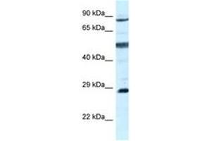Image no. 1 for anti-Adenylate Kinase 7 (AK7) (AA 604-653) antibody (ABIN6747543) (Adenylate Kinase 7 antibody  (AA 604-653))
