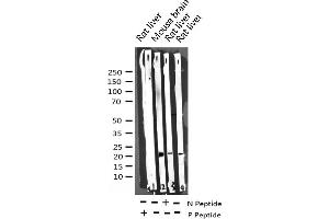 Western blot analysis of Phospho-BAD (Ser136) expression in various lysates