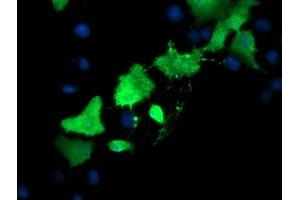 Image no. 1 for anti-TSC22 Domain Family, Member 3 (TSC22D3) antibody (ABIN1498456) (TSC22D3 antibody)